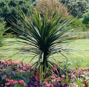 Cordyline australis